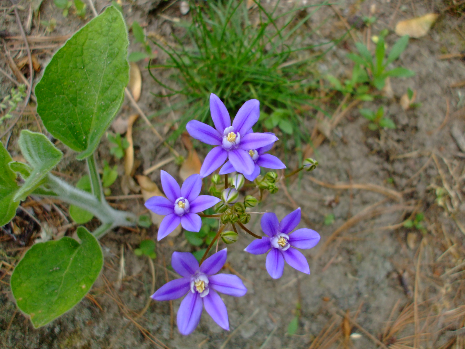 Brodiaea stellaris